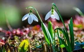 113 Snowdrop Hd Wallpapers Background Images Wallpaper Abyss