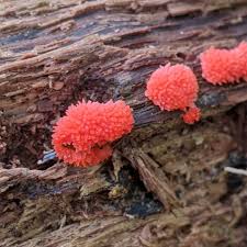 Image result for Sericorema remotiflora