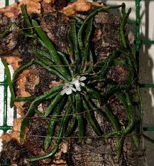 Image result for Taeniophyllum