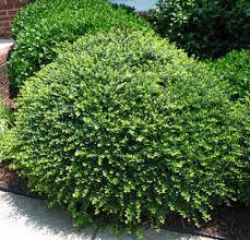 'green lustre become a care taker for green luster holly! Helleri Green Lustre Holly Beebe Landscape Design
