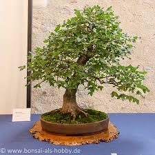 Acer Monspessulanum Als Bonsai Bonsai Baum Bonsai Kleine Baume