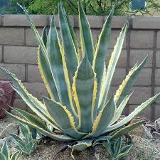 Image result for Agave americana