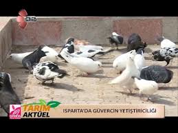 Isparta Ticaret Borsasi Tarim Aktuel Isparta Da Guvercin Yetistiriciligi Youtube