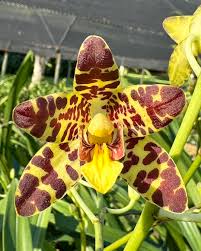 Image result for Angraecopsis amaniensis