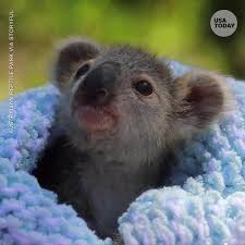 Usa Today On Twitter Welcome To The World Elsa The Koala Baby Animal Videos Cute Baby Animals Baby Animals Pictures