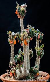 Image result for Dorstenia
