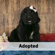 Check spelling or type a new query. Ohio Akc Newfoundland Puppies For Sale Kate S Puppies
