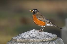 Water Birds Of North Georgia Our Favorite Southern Songbirds In 2020 Birds Of Georgia World Birds Bird Island
