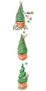 Buchsbaum Buxus Buchsbaum Garten Buchsbaum Garten