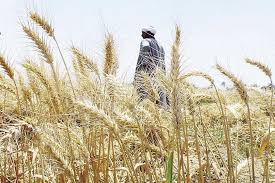 خبير زراعي يكشف تأثير موجة البرد على القمح وخطة المواجهة المصري اليوم