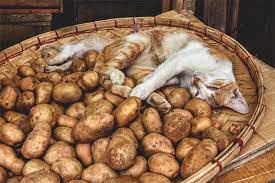 kedilere ve kedilere patates verilebilir mi