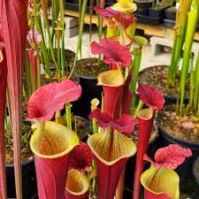 Image result for Brachyachne simonsii