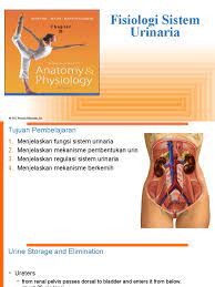 Patologi sistemik veteriner jurnal sistem urinaria. Fisiologi Sistem Urinaria Urinary Bladder Urination