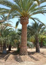 It is the natural symbol of the canary islands, together with the canary serinus canaria. Phoenix Canariensis Canary Island Date Palm The Palm Market