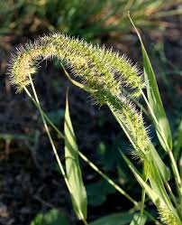 Image result for Setaria pseudaristata