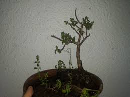 Native to the eastern cape province to northern transvaal in south africa size. Crassula The Story And Life Of My Bonsai Steemit