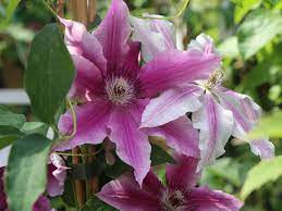 Клематис (сорт angela) патио раннецветущий. Clematis Angela Clematis Angela Baumschule Horstmann