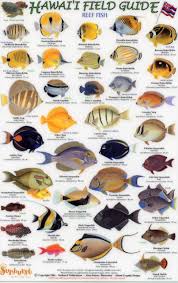 fish of hawaii hawaii field guides reef fish 1 small