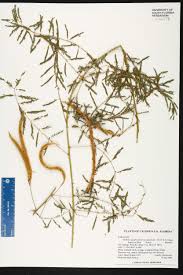 Image result for Trichilia quadrivalvis