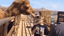 Your eyes are bluer than the atlantic ocean, and i don't mind being lost at sea. Camel Person Gif Camel Person Falling Discover Share Gifs