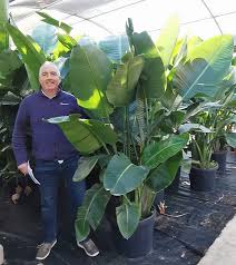 Image result for Strelitzia nicolai