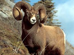 The Symbol For Aries Is The Ram Animals Wild Big Horn Sheep Animal Games