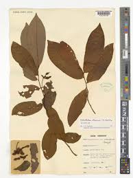 Image result for Monanthotaxis buchananii