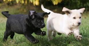 Les 5 Races De Chien Ideales Pour La Famille Chiots Labrador Chiot Races De Chiens