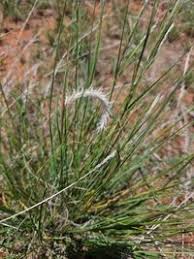 Image result for Elionurus