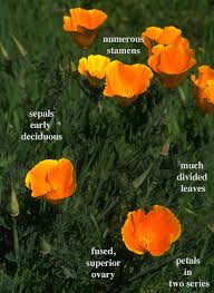 Image result for Papaveraceae