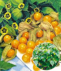 Und dann kann man noch einen drucktest machen. Physalis Preciosa Weiteres Obst Bei Baldur Garten