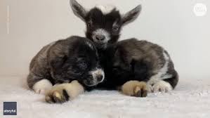 Life is hard, so please look at these 60+ adorable puppies right now. Puppies Bond With Baby Goat While Snuggling