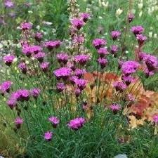Dianthus Carthusianorum Oeillet Des Chartreux Avec Images Vivaces Ombre Jardin Violet Vivaces Couvre Sol