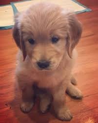 Why buy a golden retriever puppy for sale if you can adopt and save a life? Litter Of 4 Golden Retriever Puppies For Sale In Charlotte Nc Adn 60738 On Puppyfinder Com Gender Golden Retriever Golden Retriever Litter Puppies For Sale