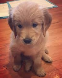 Were you able to find a golden retriever puppy in oregon? Litter Of 4 Golden Retriever Puppies For Sale In Charlotte Nc Adn 60738 On Puppyfinder Com Gender Male Age 6 We Golden Retriever Litter Of Puppies Puppies