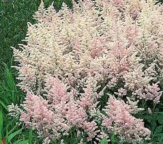 Astilbe X Rosea Peach Blossom White Flower Farm Shade Perennials Part Shade Perennials