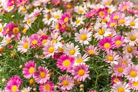Image result for Helichrysum argyranthum