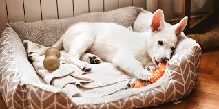For the consumer and the enormous dog in question, you can both be happy with an informed purchase of a large breed dog bed. The 14 Best Dog Beds Of 2021 According To Experts