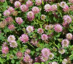 Image result for Trifolium isthmocarpum