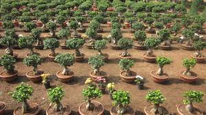 We usually have an annual exhibition of bonsai, in colombo, which is the only such exhibition in the country at present. Bougainvillea Bonsai Price In Sri Lanka