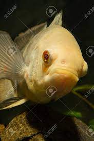 Whether you need general aquarium products like food and water conditioners or fish tank accessories like heaters, media and filters, the tech den aquarium shop offers the best quality and prices in the market from top brands like eheim, fluval, red sea, hikari, aqua one and many more. Astronotus Ocellatus Big Fish Aquarium White Stock Photo Picture And Royalty Free Image Image 46921823