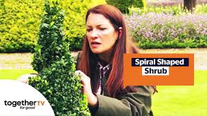 Important information when hiring topiary spirals. How To Make A Spiral Topiary Shrub The Great British Garden Revival Youtube