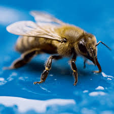 Honey bees are one of the most beneficial of all insects. Beekeeping 101 Where Should I Put My Hives Storey Publishing