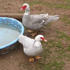 Lavender Scovey Muscovy Duck Duck Duck Coop