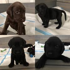 We did not find results for: Labrador Retriever Puppies For Sale Dallas Ga 314911