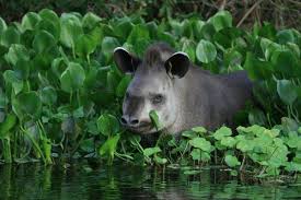 Your Brazil Photos National Geographic Pantanal Tapir Animals