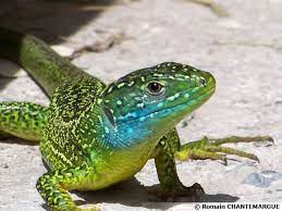 le lezard vert lezard vert lezard animaux hybrides
