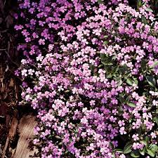 Soaproot, bouncing bet, latherwort, fuller's herb. Soapwort Better Homes Gardens