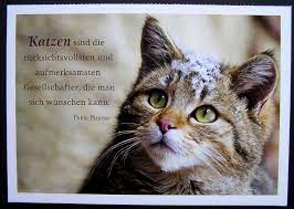 stop du liebst katzen bei uns von ebenblatt gibt s die besten t shirts fur katzenfans katze katzen lustig shirt katzen zitate katzen zitate uber katzen
