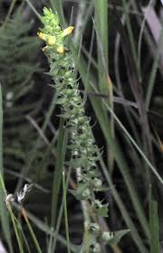 Image result for Alectra sessiliflora